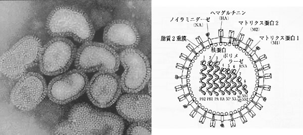 fluvirus[1].jpg